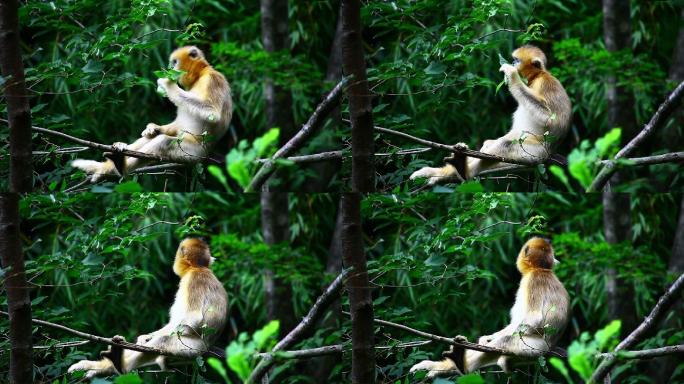 小金丝猴森林热带雨林大自然猴子