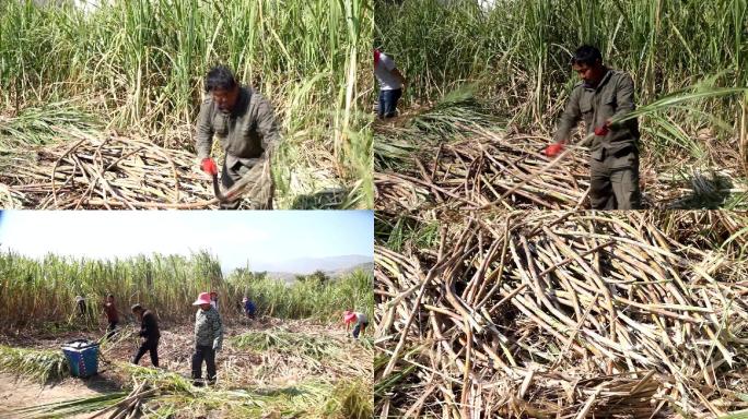 农户甘蔗种植户砍甘蔗镜头