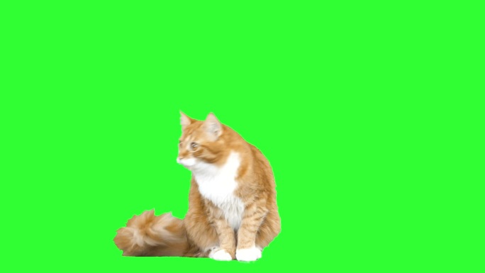 绿色背景上的小猫咪