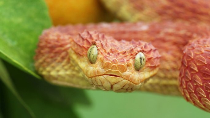 一条有毒的红灌丛毒蛇伸舌头的特写视频