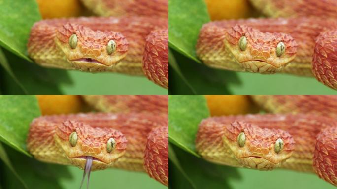 一条有毒的红灌丛毒蛇伸舌头的特写视频