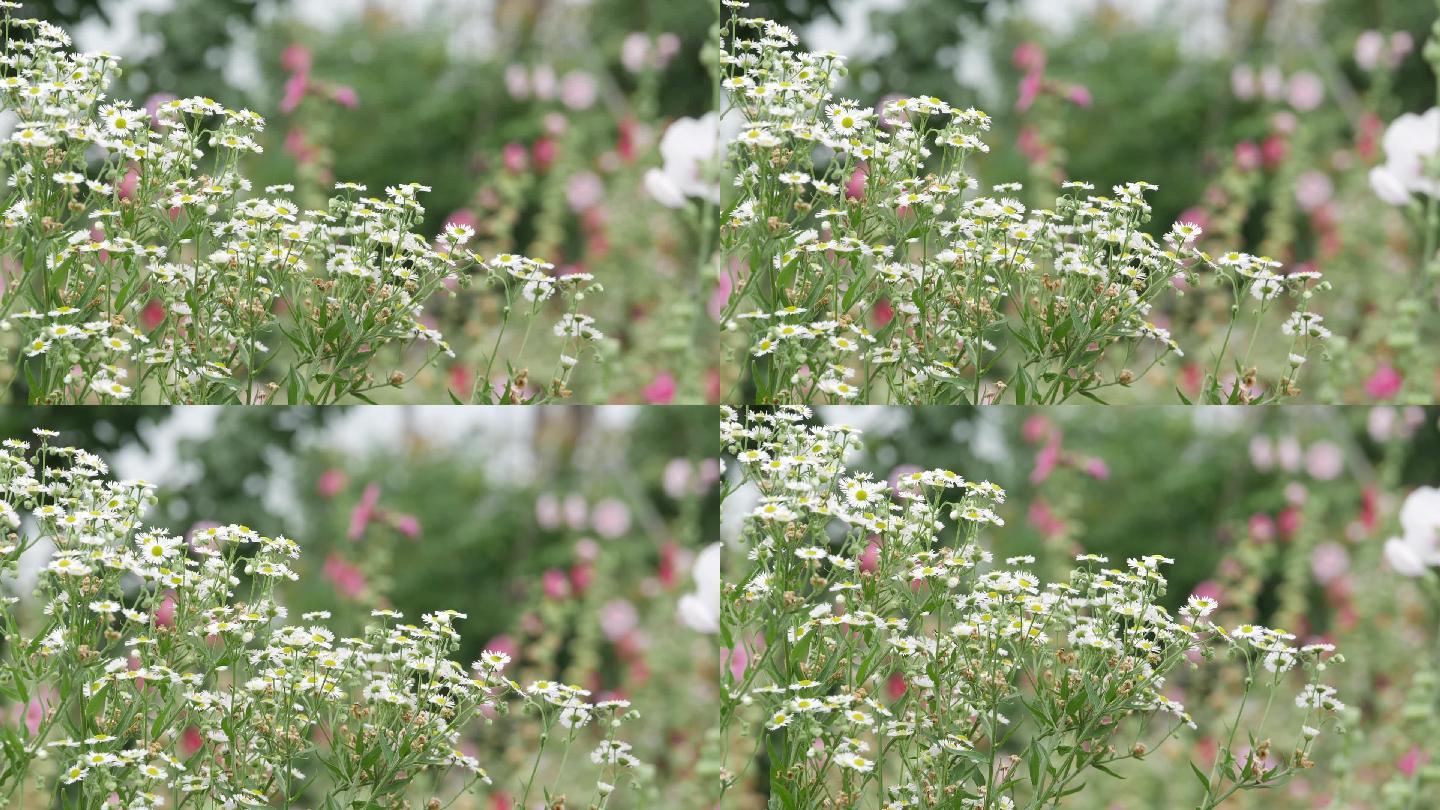 野花小雏菊