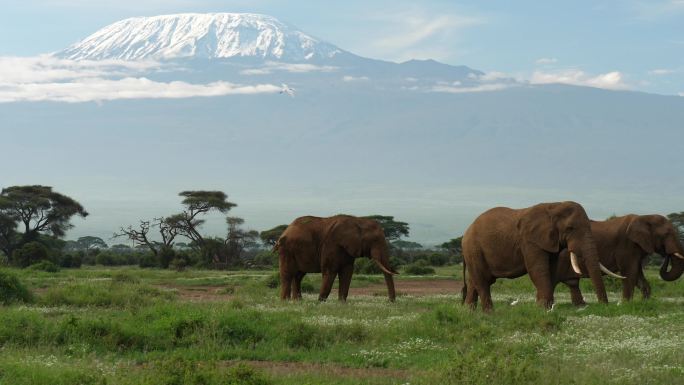 大象在草地上吃草4K非洲大草原非洲象亚洲