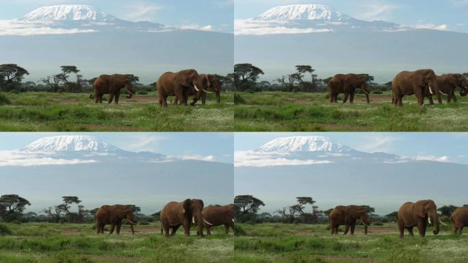 大象在草地上吃草4K非洲大草原非洲象亚洲