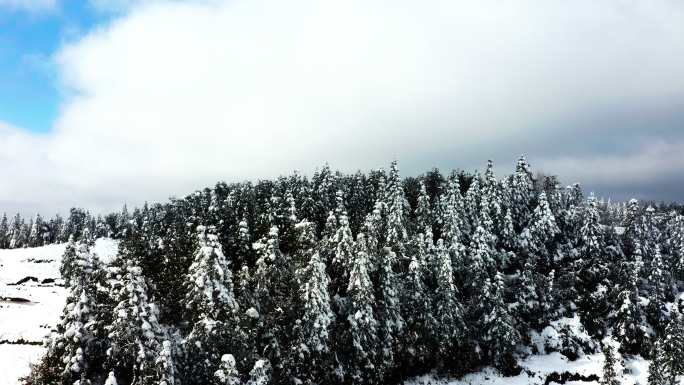 贵州雪景树林