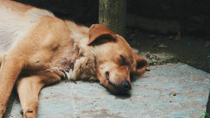 褐色黑色睡觉的流浪狗牧羊犬柴狗金毛