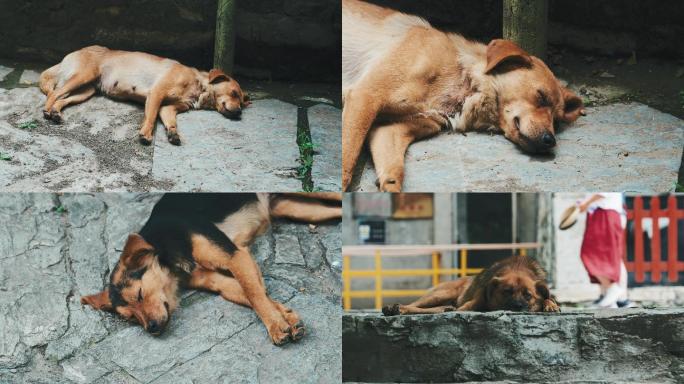 褐色黑色睡觉的流浪狗牧羊犬柴狗金毛