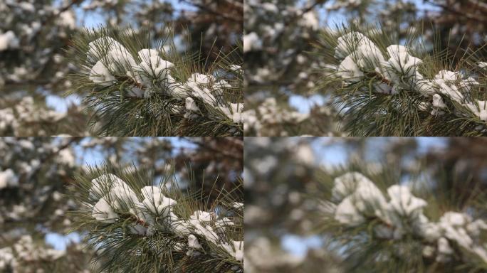 落满积雪的松树枝头