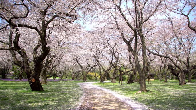 樱花树下的走道花海春天百花绽放风景梅花花