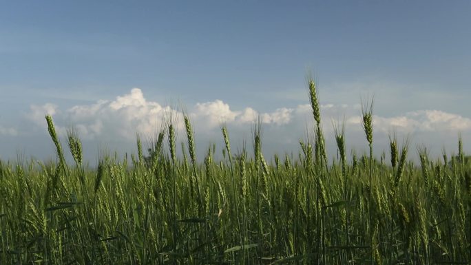 黄土高原青色小麦收获麦田