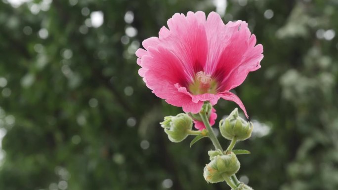 野花蜀葵