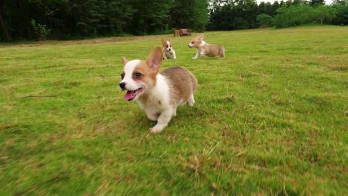 小狗在公园户外的草地上跑来跑去