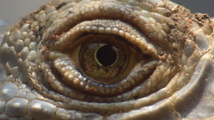 近距离观察鬣蜥的眼睛