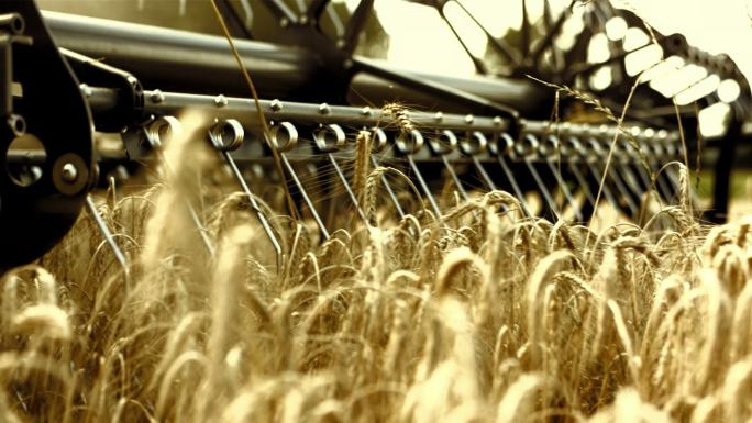 小麦联合收割机作物-植物