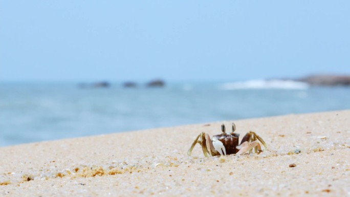海滩原创唯美清新海浪拍打沙滩上的螃蟹