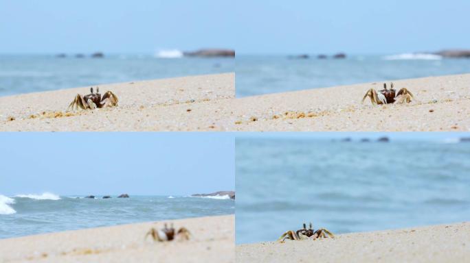 海滩原创唯美清新海浪拍打沙滩上的螃蟹