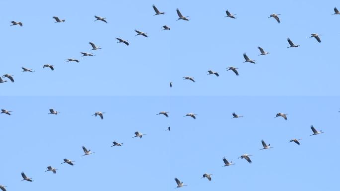 迁徙期间在半空中飞行的普通鹤或欧亚鹤