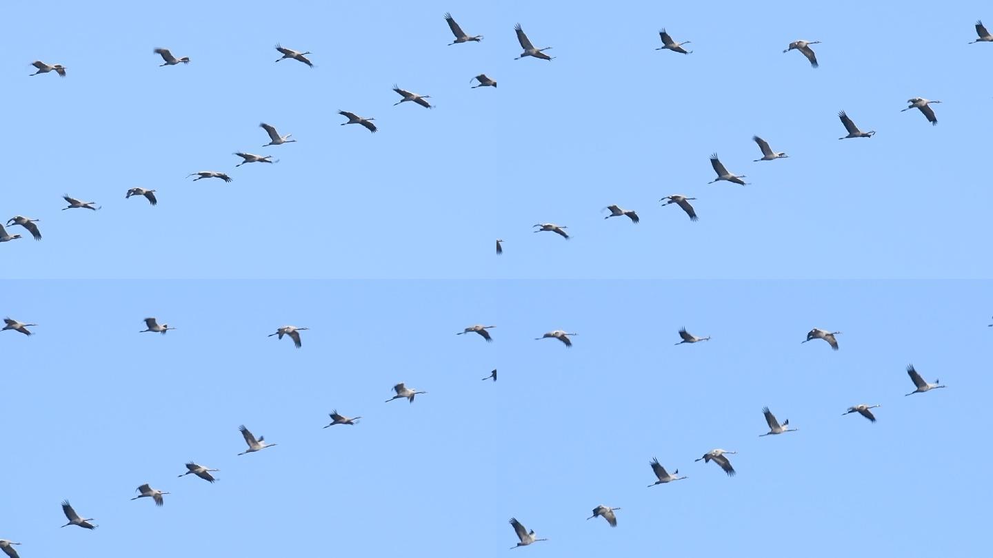 迁徙期间在半空中飞行的普通鹤或欧亚鹤
