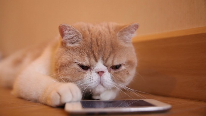 可爱的猫玩智能手机