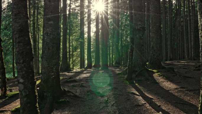 神秘的森林阳光明媚大树林美人松
