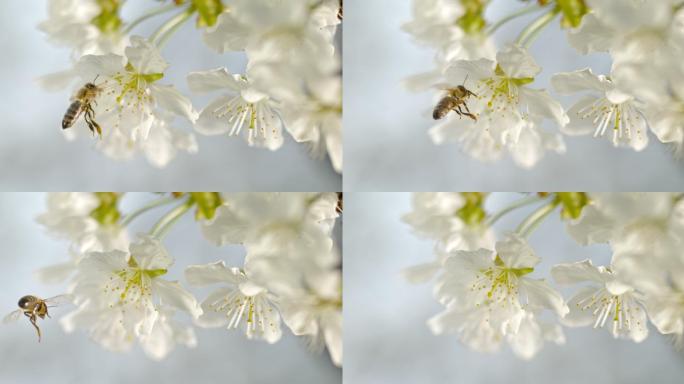 蜜蜂从它授粉的白樱花上飞走了