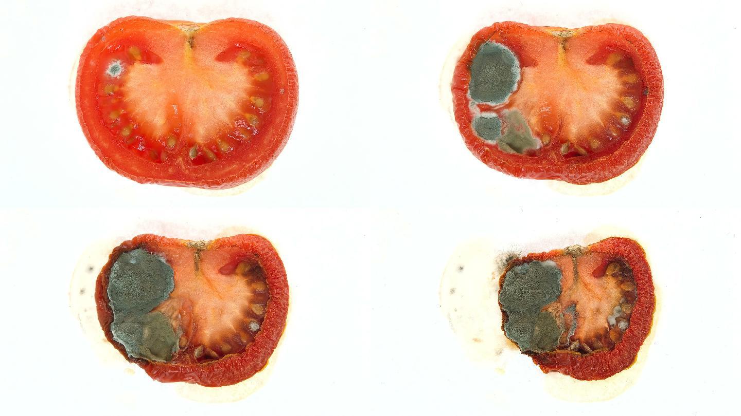 番茄片腐烂的时间推移