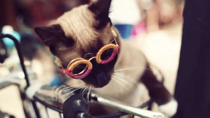 戴着眼镜的可爱猫咪