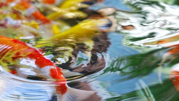 好运金鱼中国锦鲤观赏鱼池塘