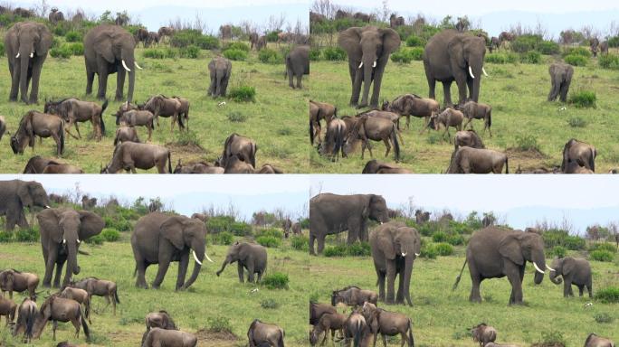 大象群野生动物园野生动物保护区