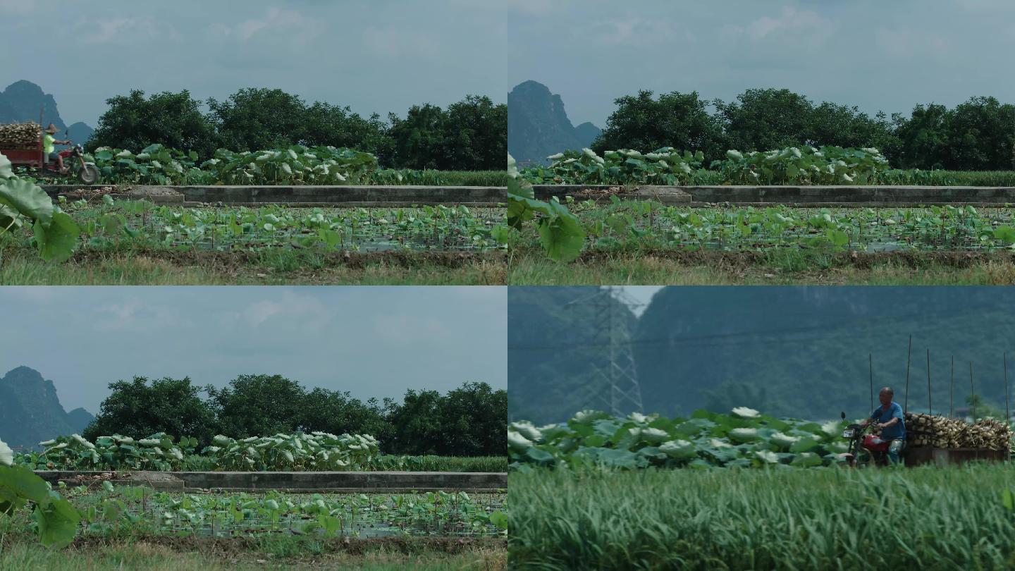 农民丰收莲藕，喜悦的氛围，开三轮车拉莲藕