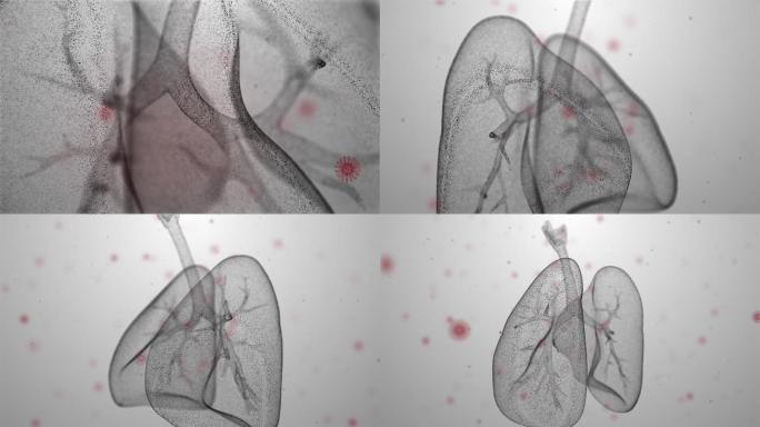 呼吸系统部分的解剖动画