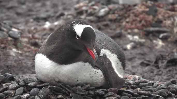 南极企鹅筑巢地南极洲企鹅小企鹅