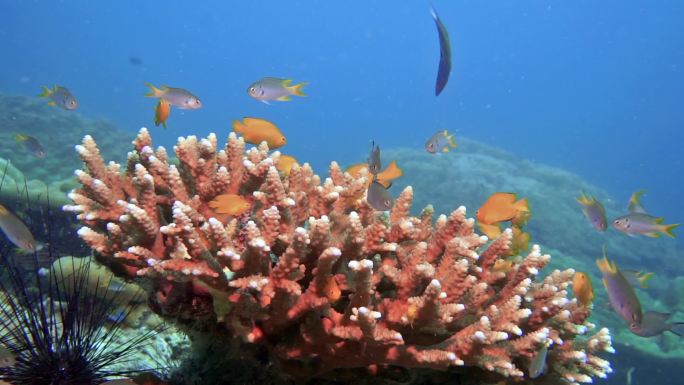 黄色鱼群鹿角珊瑚