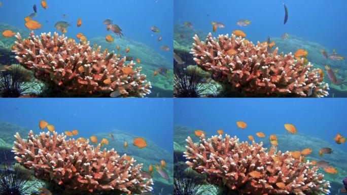 黄色鱼群鹿角珊瑚