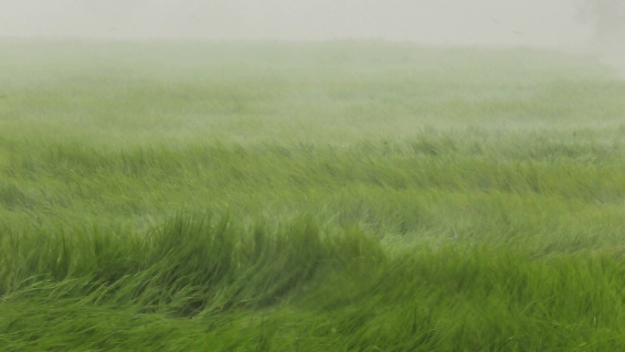 大雨和强风席卷稻田