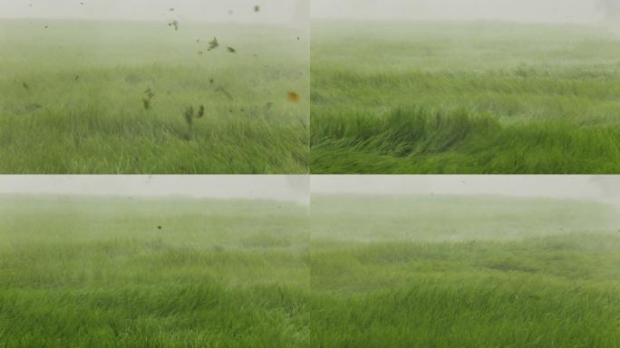 大雨和强风席卷稻田