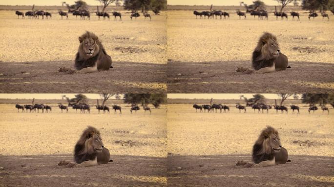 黑鬃非洲狮