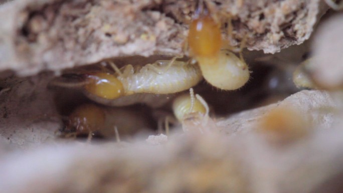 白蚁群生态保护生物入侵美国白蚁