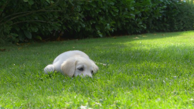 在草地上趴着的小狗