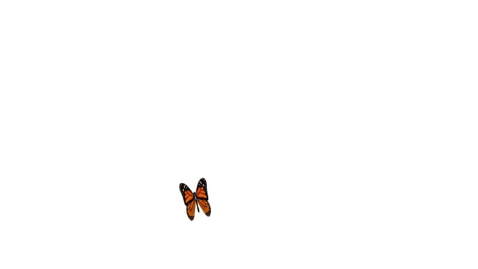 帝王蝶正在降落和起飞