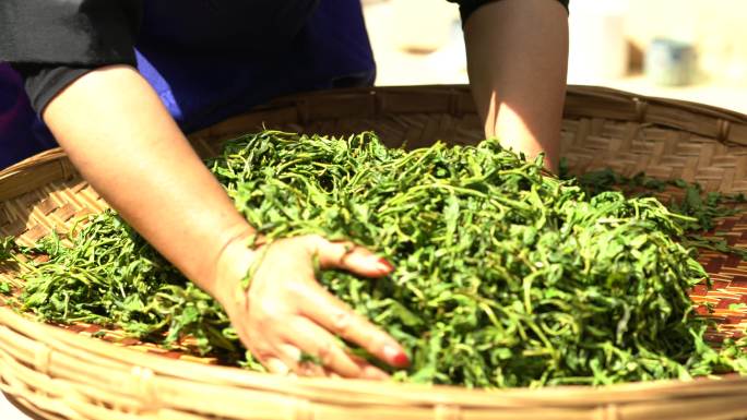 采摘采茶制茶炒茶古树茶普洱茶