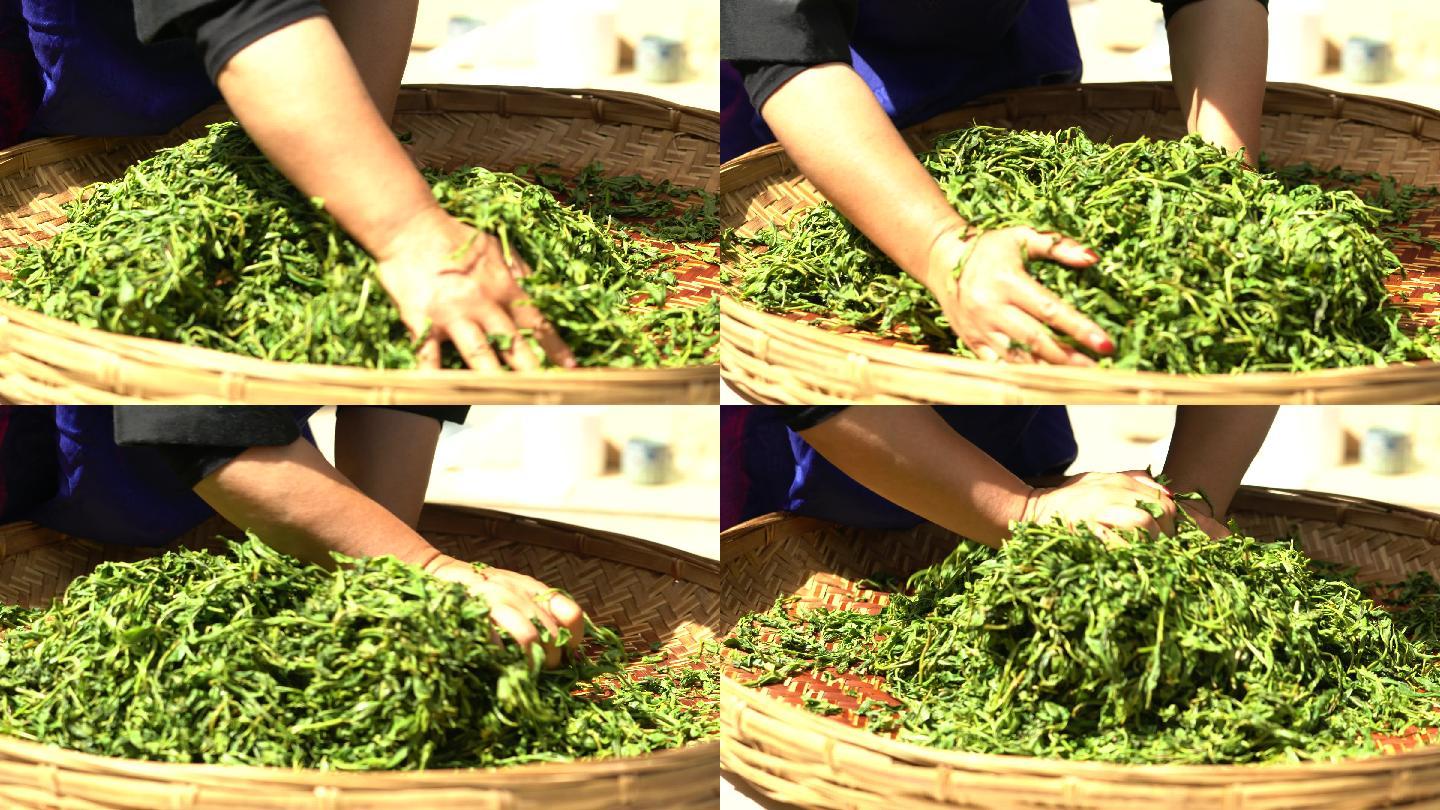 采摘采茶制茶炒茶古树茶普洱茶