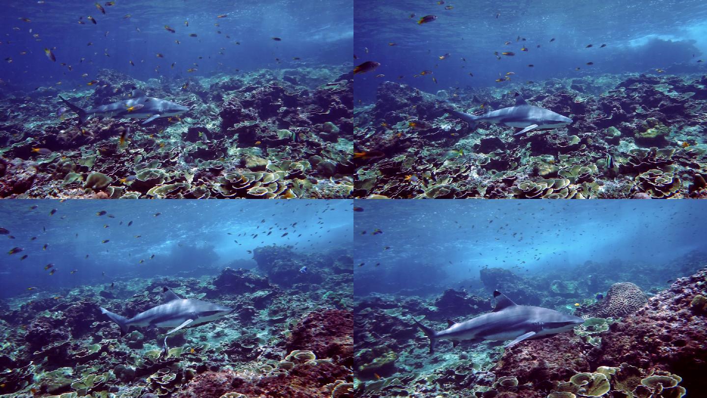在珊瑚礁上游泳的黑鳍礁鲨