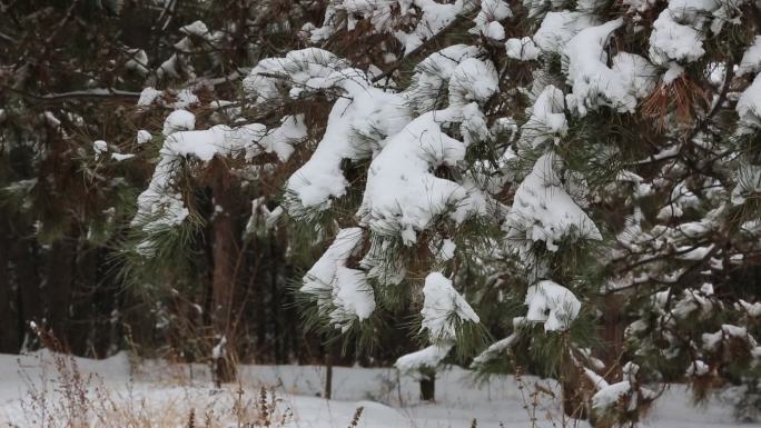 大雪压弯的松树枝头