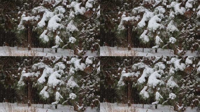 大雪压弯的松树枝头