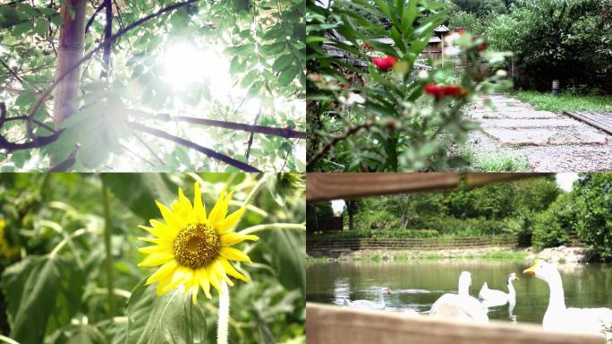 夏日夏天阳光鹅花草