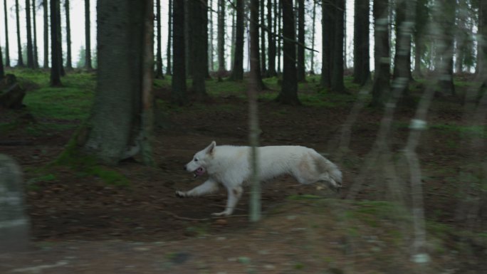 在森林里奔跑的大白狗