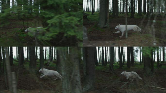 在森林里奔跑的大白狗