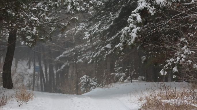 风雪中松树林间小路