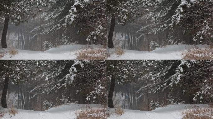 风雪中松树林间小路